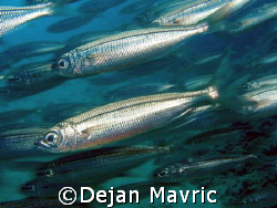 Sudenly I was in a school of fish and managed to take one... by Dejan Mavric 
